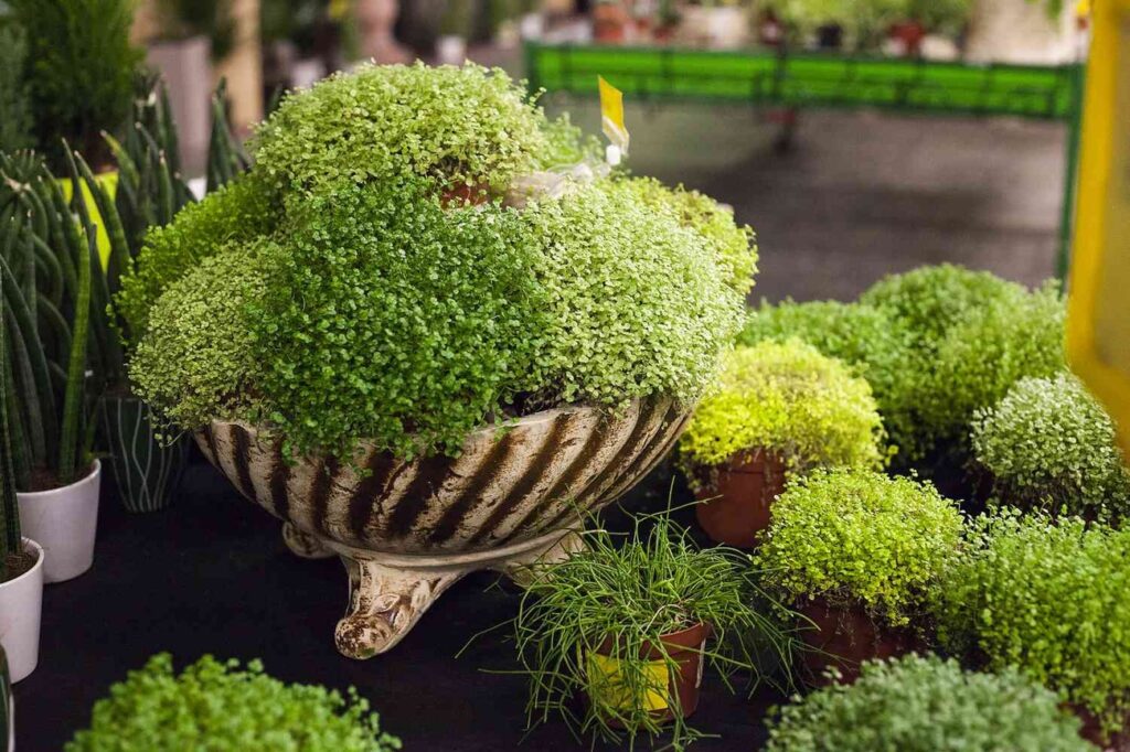 a potted Baby Tears Plant in a pot