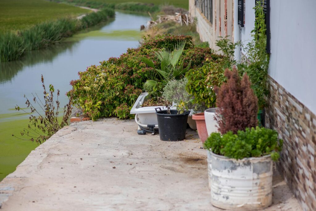a group of plants next to a river