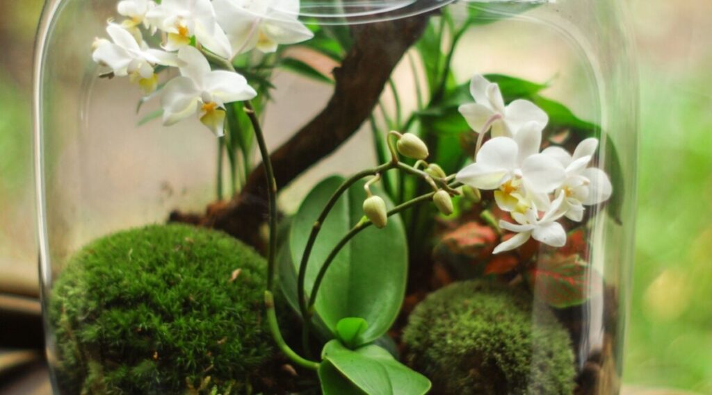 Mini Orchids and green plants