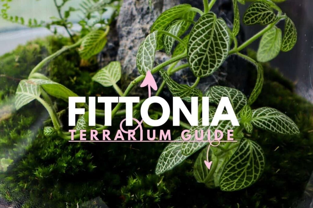 a close up of a Miniature Fittonia (Nerve Plant)