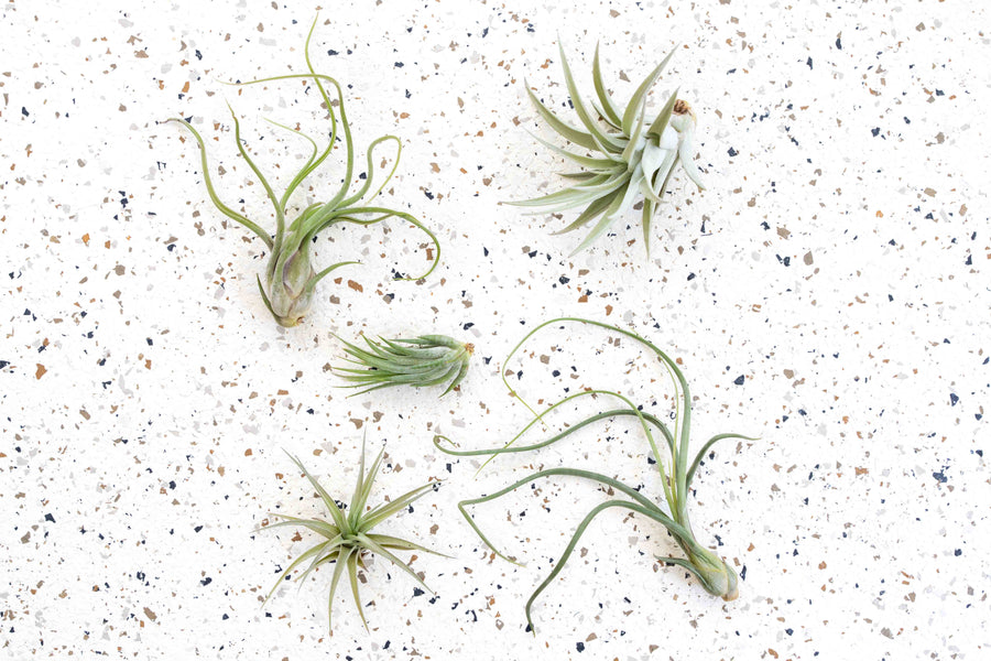 a group of Tillandsia plants on a counter