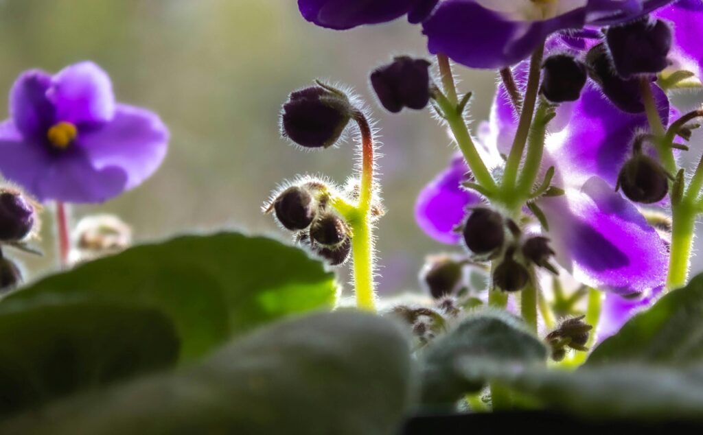 African Violet Mini purple flowers and green leaves
