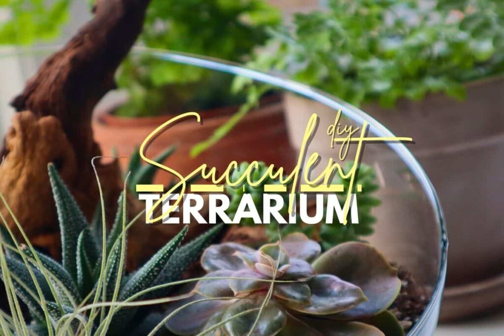 a group of terrarium plants in a glass bowl