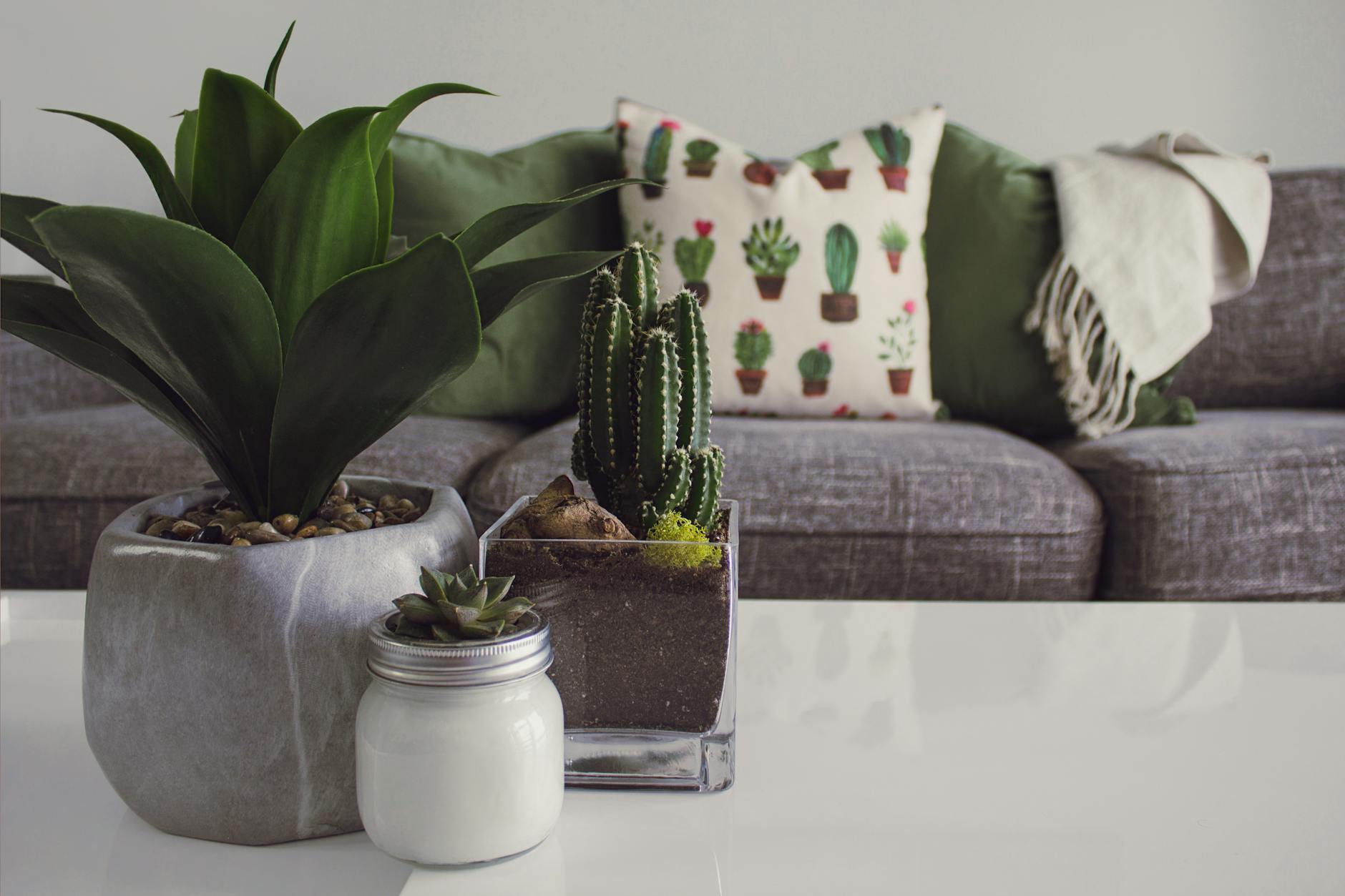 best indoor plant environment tips